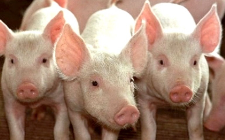 Suinocultura enfrentou dificuldades em 2018, demonstra Cepea