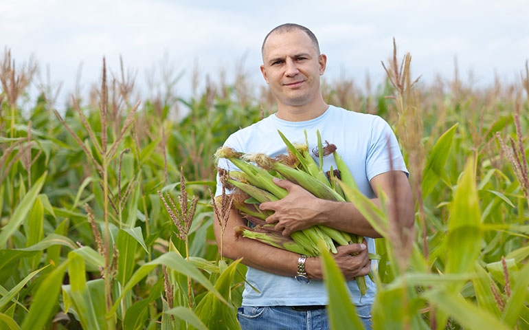 IBGE indica que safra de 2019 terá 88,2 milhões de toneladas de milho