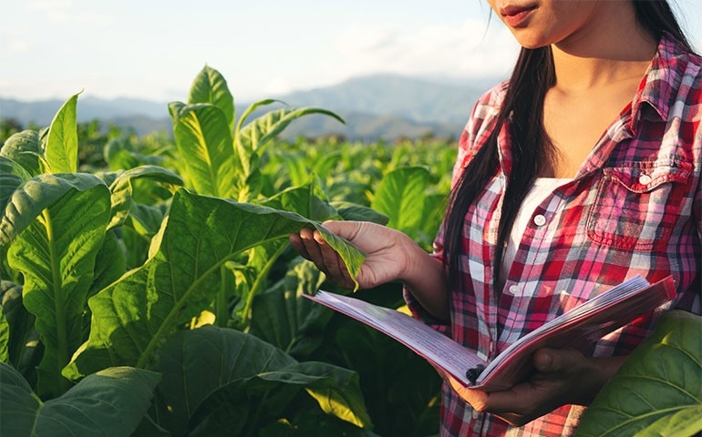 Municípios que têm base no agronegócio lideram crescimento do PIB