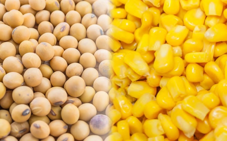Quais são as previsões da safra 2018-2019 de milho e soja?