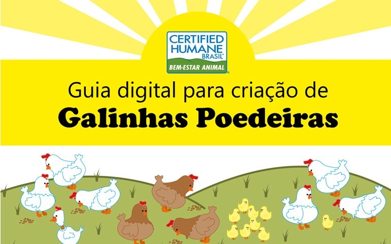Certified Humane lança guia para o bem-estar de galinhas poedeiras