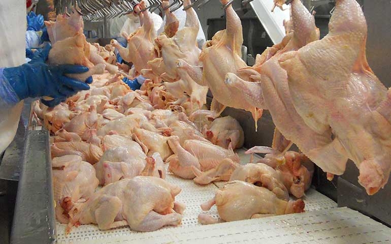 BRF recolhe voluntariamente carne de frango por risco de salmonela