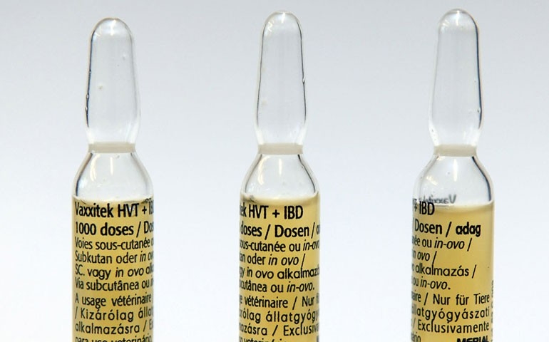 Boehringer comemora 100 bilhões de aves vacinadas com Vaxxitek