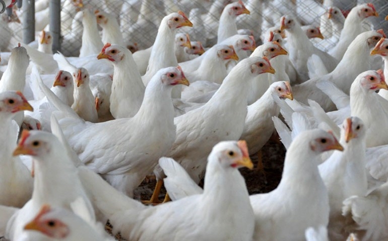 Relatório da OIE mostra mudança global no uso de antibióticos em animais