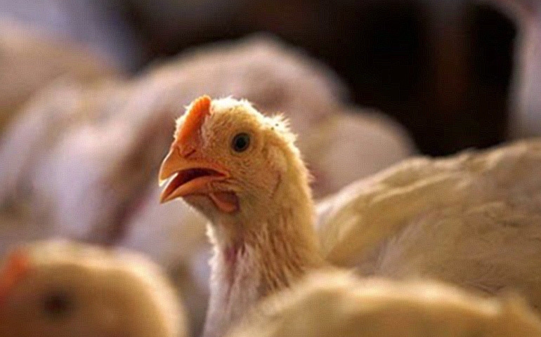 México registra caso de influenza aviária de alta patogenicidade