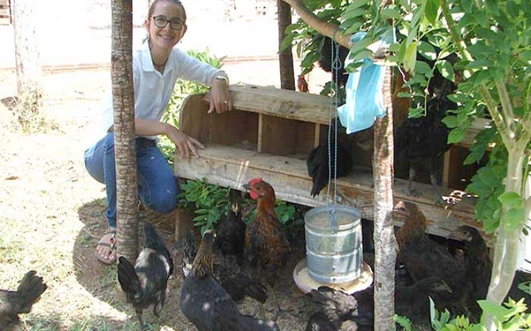 Coletor de ovos reduz as perdas na avicultura familiar
