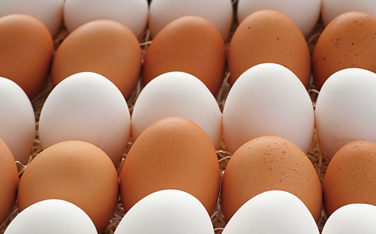 Produção brasileira de ovos cai na comparação trimestral
