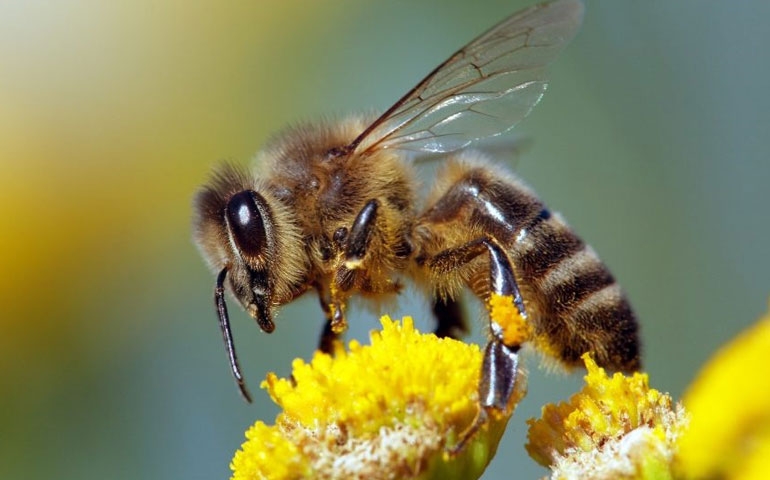 Abelhas são extremamente importantes para o agronegócio