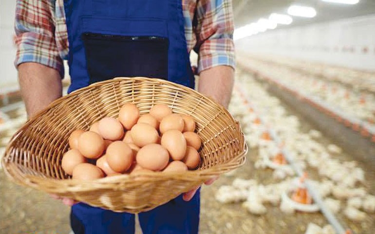 Nova fonte de ômega 3 DHA pode ser a chave para enriquecimento de ovos de forma saudável e acessível
