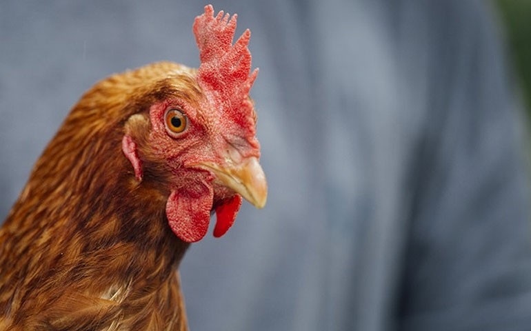 Granjas na Venezuela fecham por falta de ração para as aves