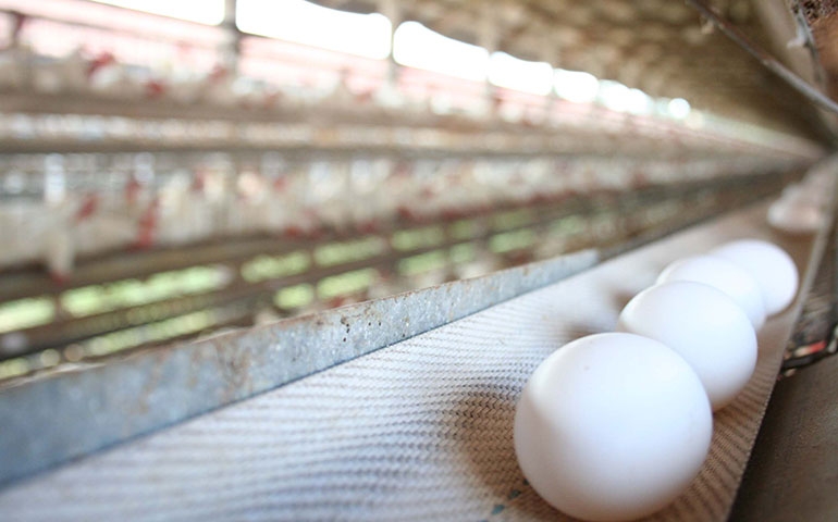 A biosseguridade e a importância do médico veterinário na granja