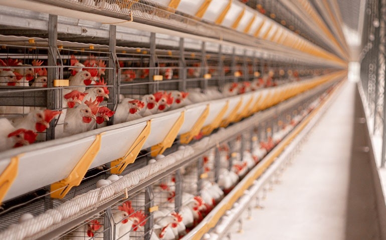 Vagas do Condomínio Avícola no ES serão ampliadas com novo galpão em 2020