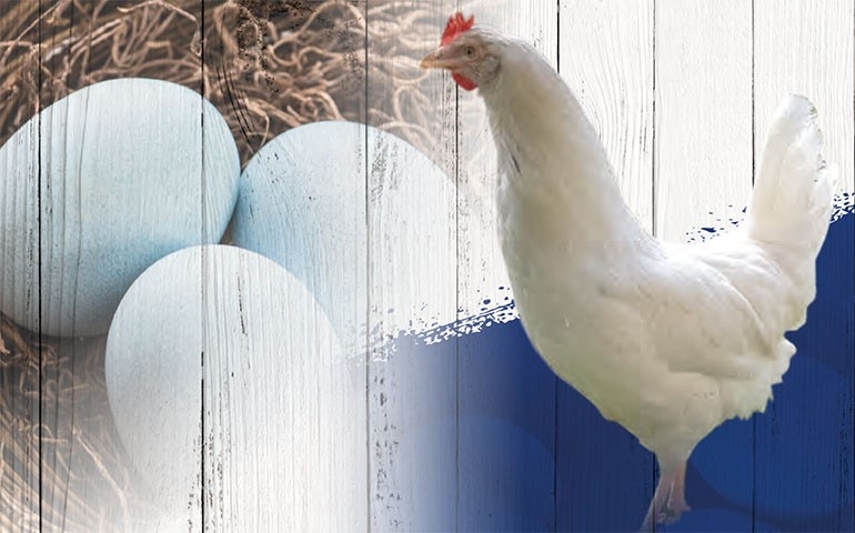 Hendrix Genetics prepara lançamento de linhagem de poedeira de ovos azuis