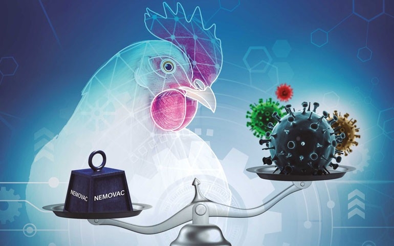 Vacinação para metapneumovírus aviário: conveniência aliada à proteção