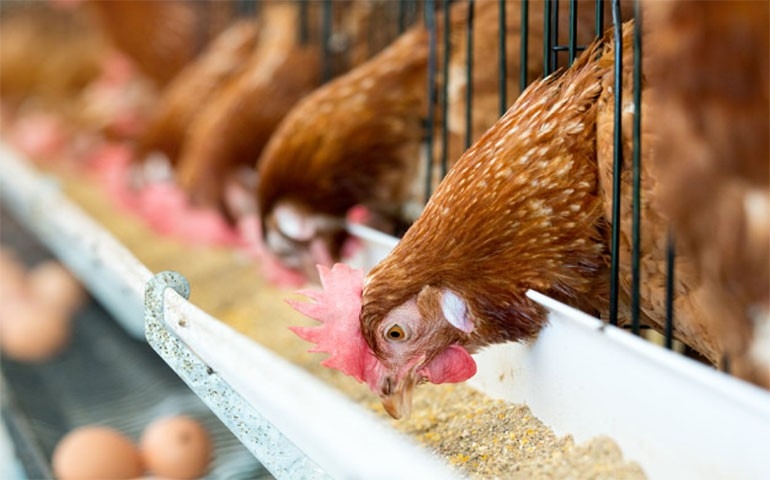 Sindirações analisa impacto do Covid-19 na cadeia de alimentação animal no Brasil