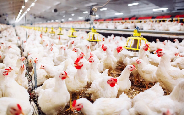 Empresas de frangos e suínos sofrem com quarentena e contágio nos EUA