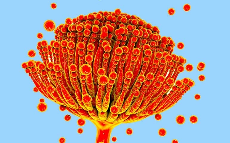 As micotoxinas: histórico e aspectos gerais