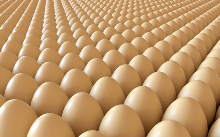 Produção de ovos bate recorde no primeiro trimestre, indica IBGE