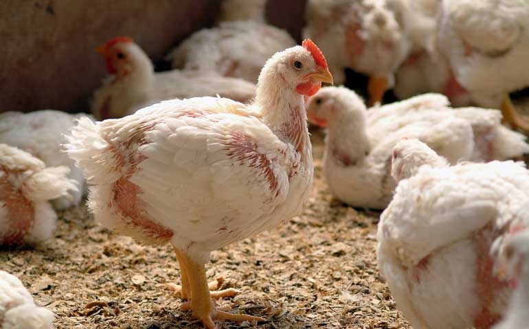 Nebulização é essencial para prevenção de doenças respiratórias em aves