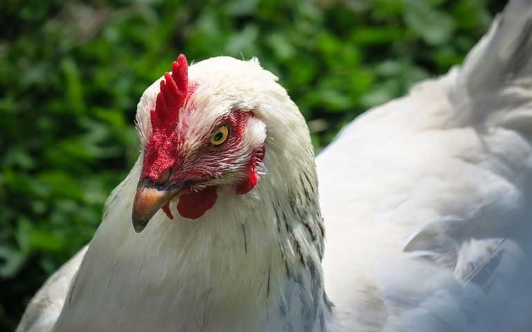 Austrália reporta a OIE surto de influenza aviária