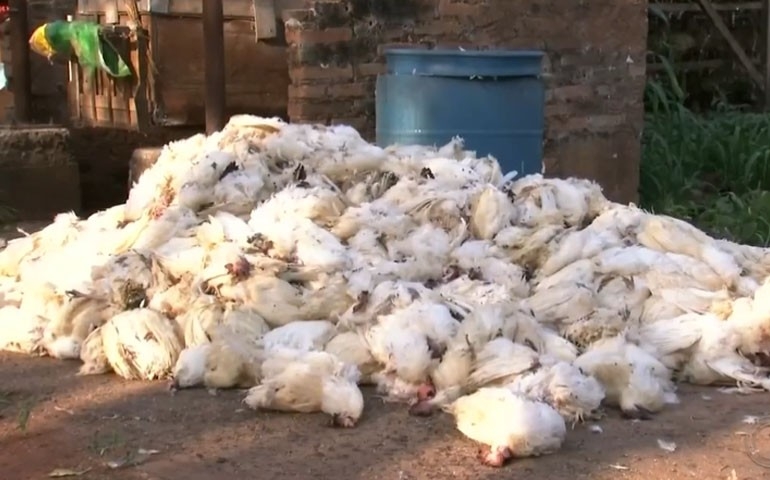 Onda de calor provoca morte de aves e aumento no preço dos ovos em Bastos (SP)