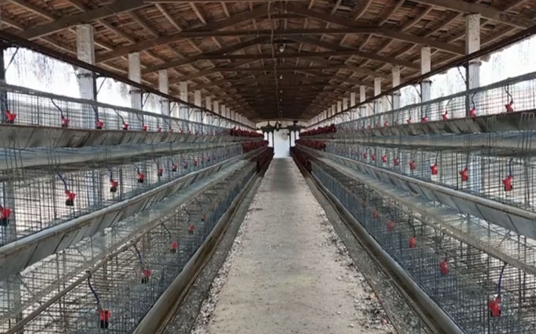Milho e soja caros levam avicultores a descartar poedeiras em Pernambuco