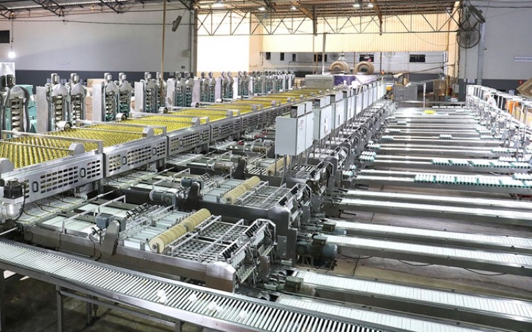 A importância e viabilidade das classificadoras Plasson na postura comercial