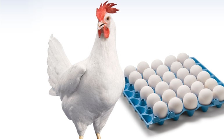 Ave W-36 da Hy-Line mostra eficiência com menos ração em tempos de insumos caros