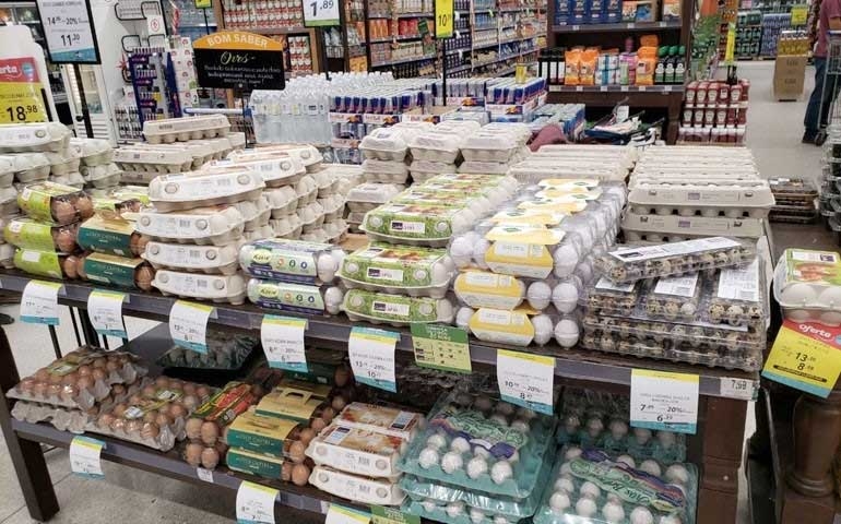 Produção de ovos cresce 3% em 2020 influenciada pelo consumo