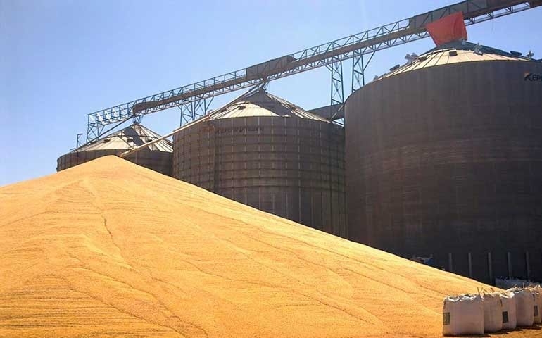 Avicultura do Paraná alerta: pode faltar milho para o setor
