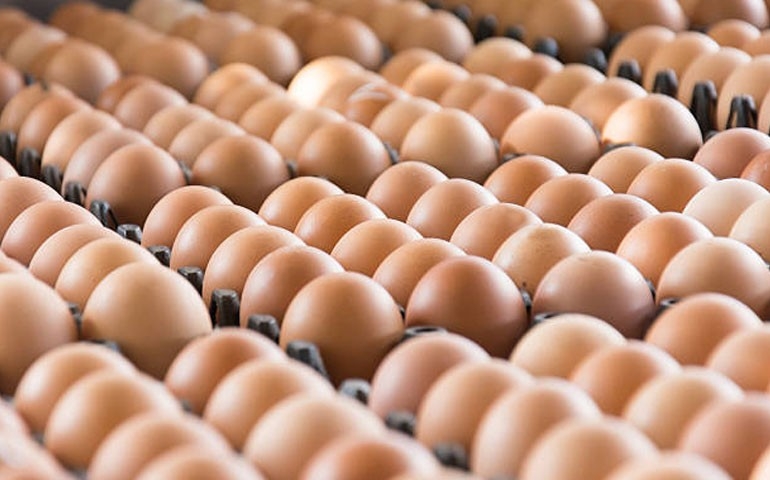 ABPA celebra vendas de ovos in natura para Argentina e Chile