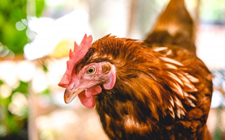 APA e CDA realizam curso de capacitação sanitária em doenças avícolas