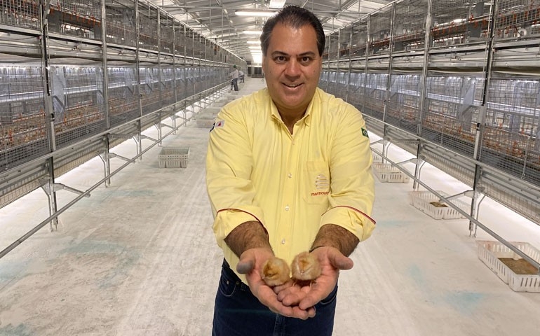 Mantiqueira recebe as primeiras 55 mil pintainhas na Fazenda 4.0, em Lorena (SP)