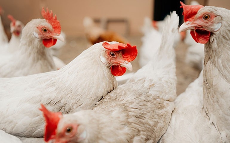 Doença de Gumboro em granjas de postura: qual o impacto na avicultura?