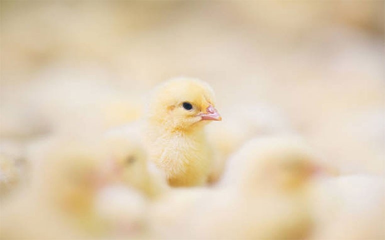 Japão abre mercado para a genética avícola do Brasil