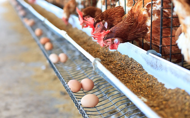 Suplementação de cálcio: essencial para a casca do ovo e a saúde óssea da ave