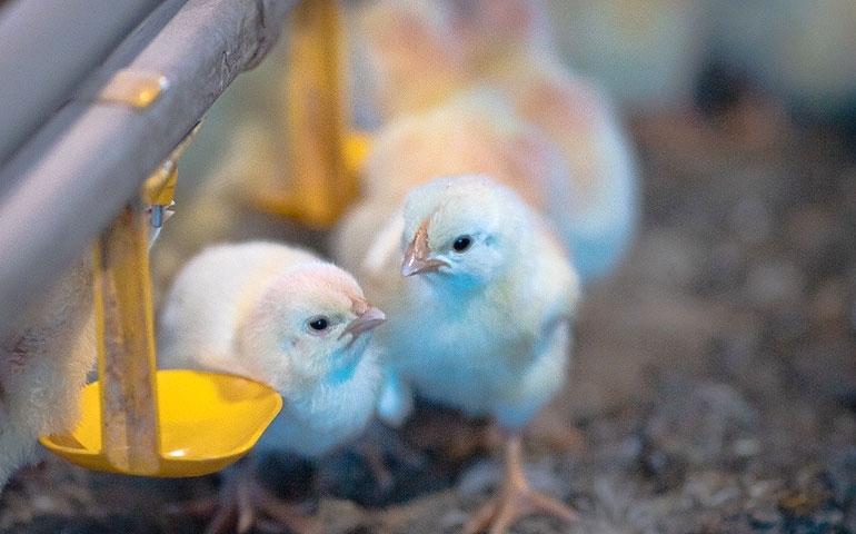 Por que é importante a uniformidade do lote das aves de postura?