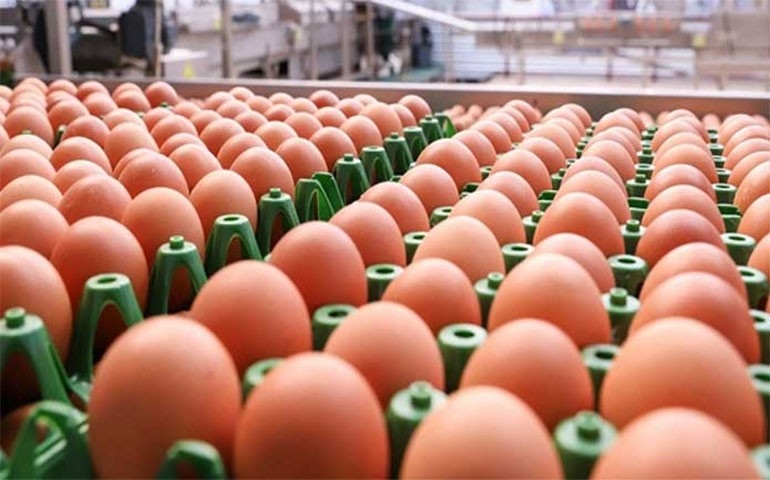 Grupo Mantiqueira responde por 70% do volume total de exportação de ovos