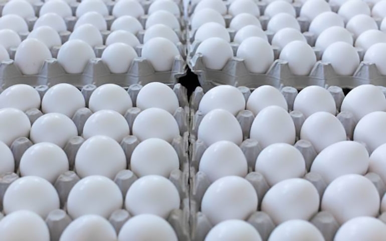 Exportações de ovos iniciam 2022 com alta de 42,6%, indica ABPA