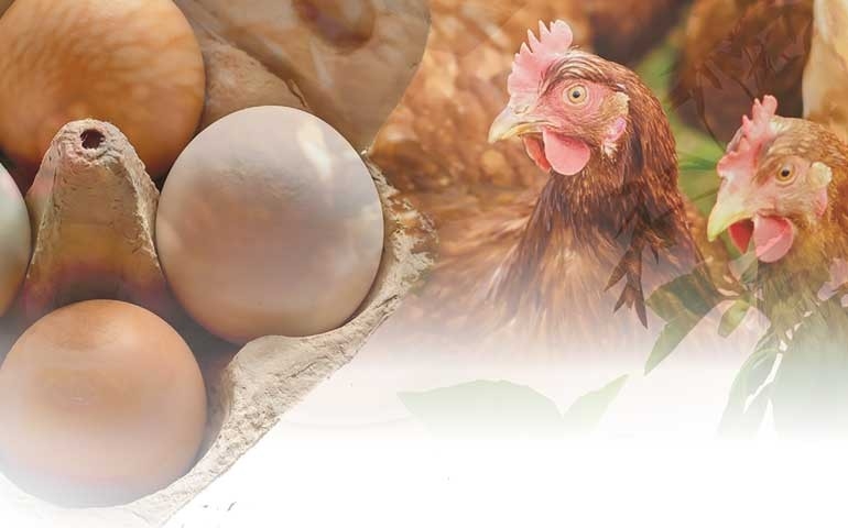 MCassab destaca a importância dos eubióticos para os ovos comerciais