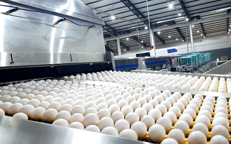 Avicultura de Bastos, desde 1937 transformando o ovo em sucesso