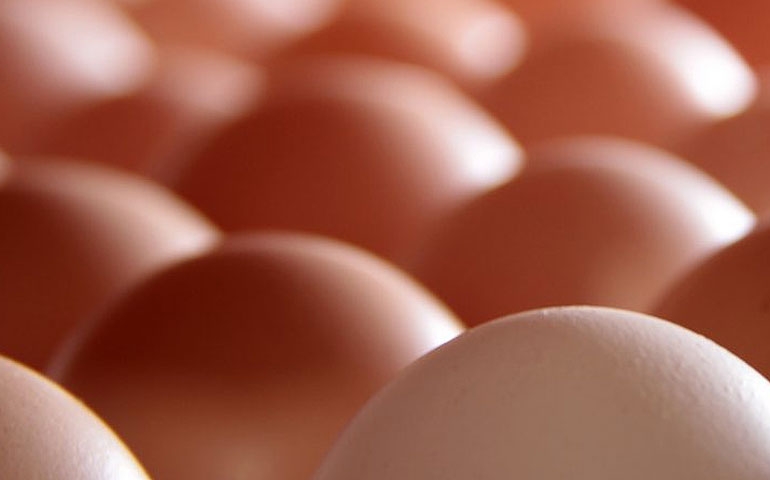 Crescem exportações de ovos, gerando receita de 26,6% em outubro