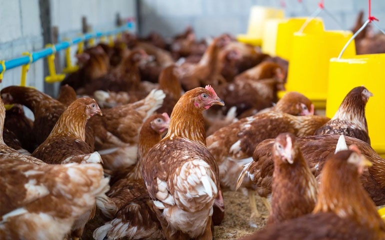 Bem-estar animal na avicultura foi tema do treinamento da Ceva