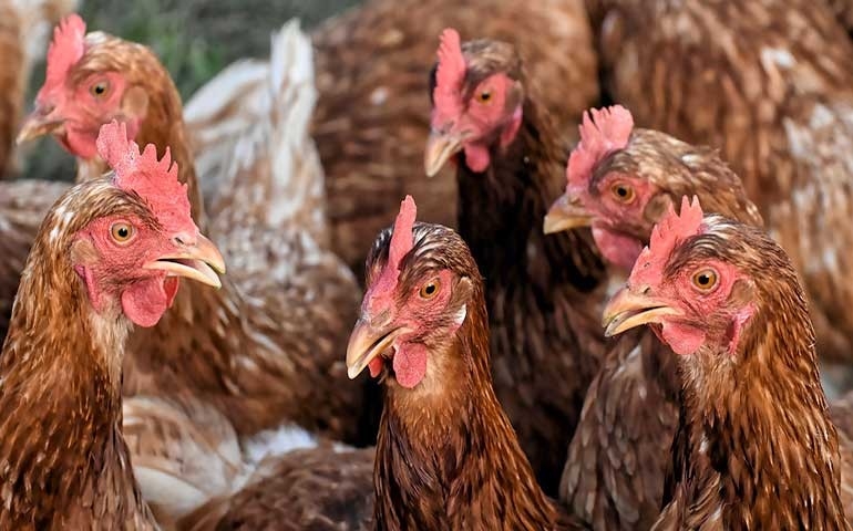 Espírito Santo em alerta contra a Influenza Aviária