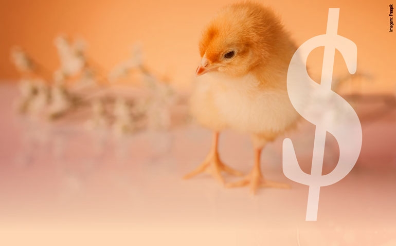 Como o produtor pode aumentar a lucratividade na produção avícola?