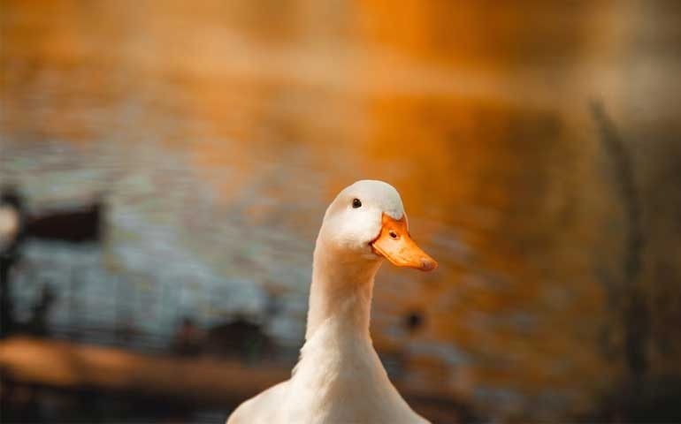 Confirmado primeiro foco de influenza aviária em aves domésticas no ES