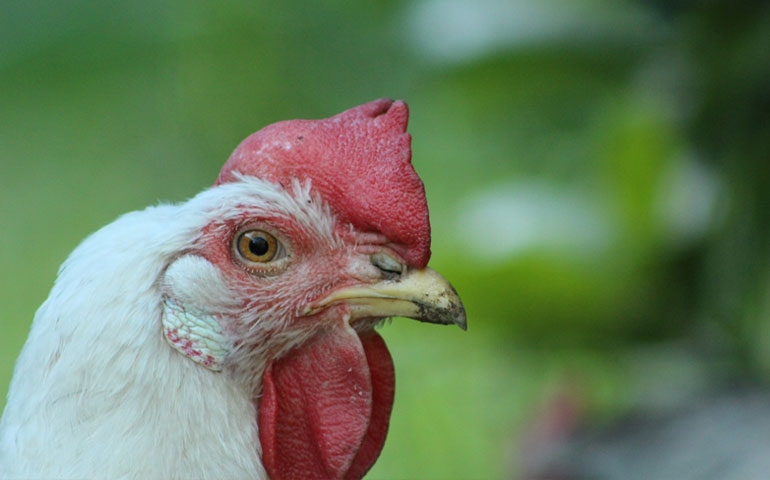 O que fazer com as poedeiras em final do ciclo? De que maneira pensar na granja fora da granja?