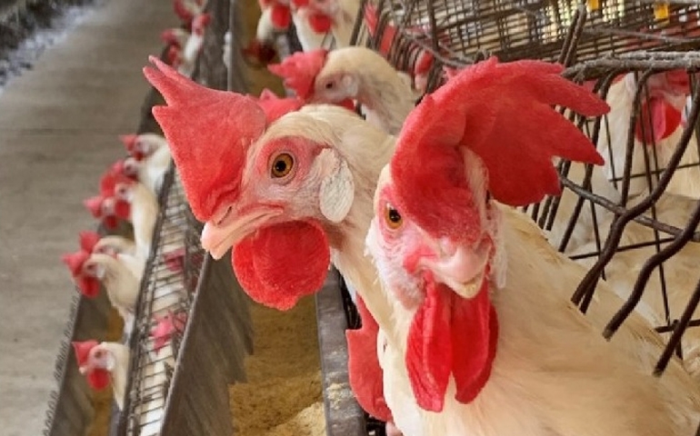 Trouw Nutrition destacou nutrição de precisão na Feira de Avicultura do Nordeste