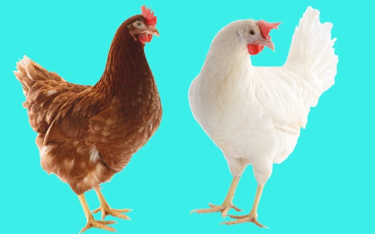 Aves da H&N Avicultura são destaque no Concurso de Qualidade de Ovos de Bastos (SP)