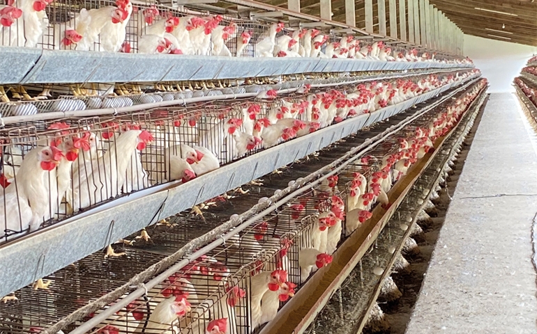 Tecnologias e vacinas da MSD Saúde Animal atendem com sucesso o Norte e  Nordeste do país